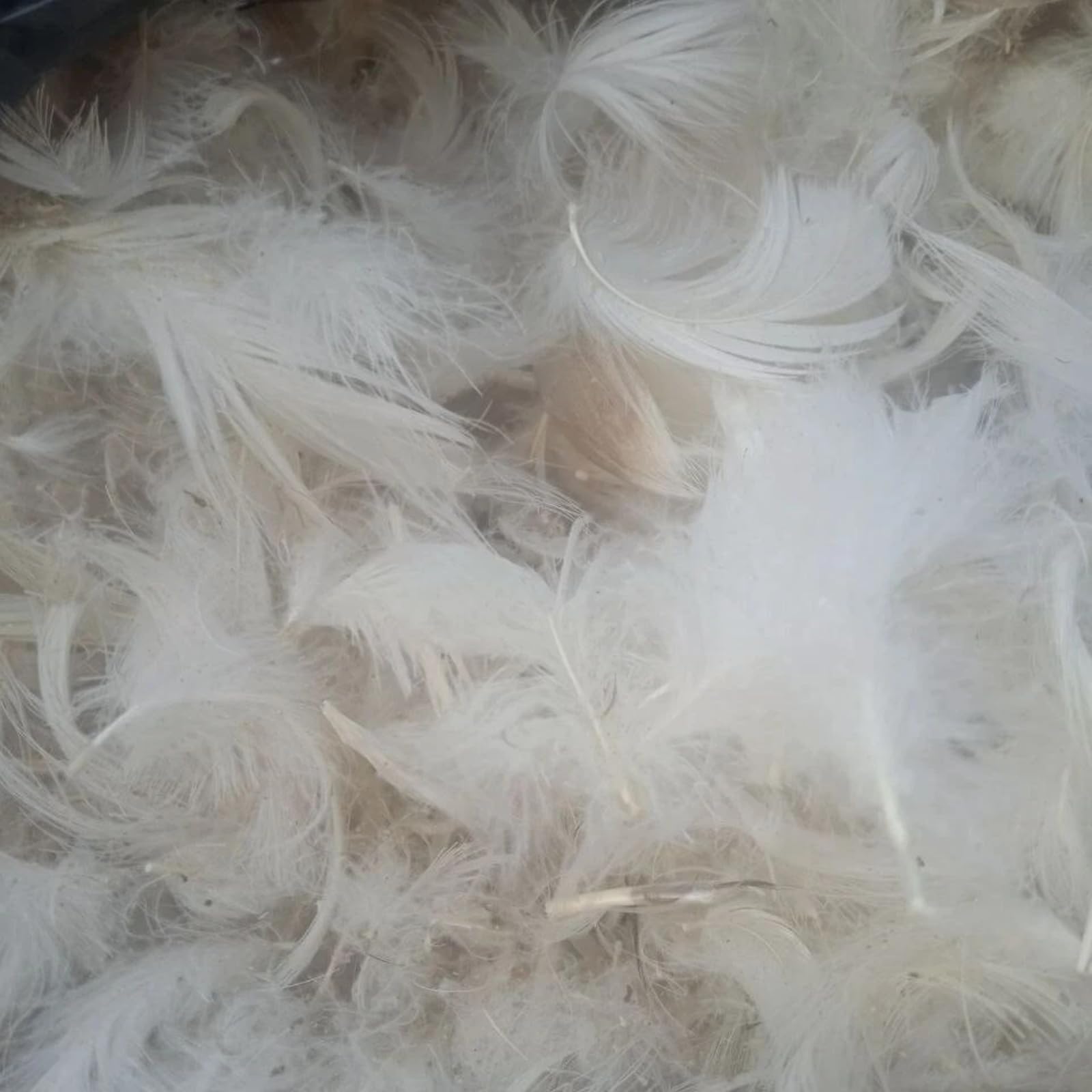 Piumino d’Oca Naturale, Imbottitura in Piuma d’Oca per Cuscini, Piumoni e Guanciali, Riempimento Soffice Traspirante Termoregolante per Riparazioni e Fai da Te (500 gr)