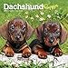 Dachshund Puppies 2019 7 x 7 Inch Monthly Mini Wall Calendar, Animals Dog Breeds Puppies (Multilingual Edition)