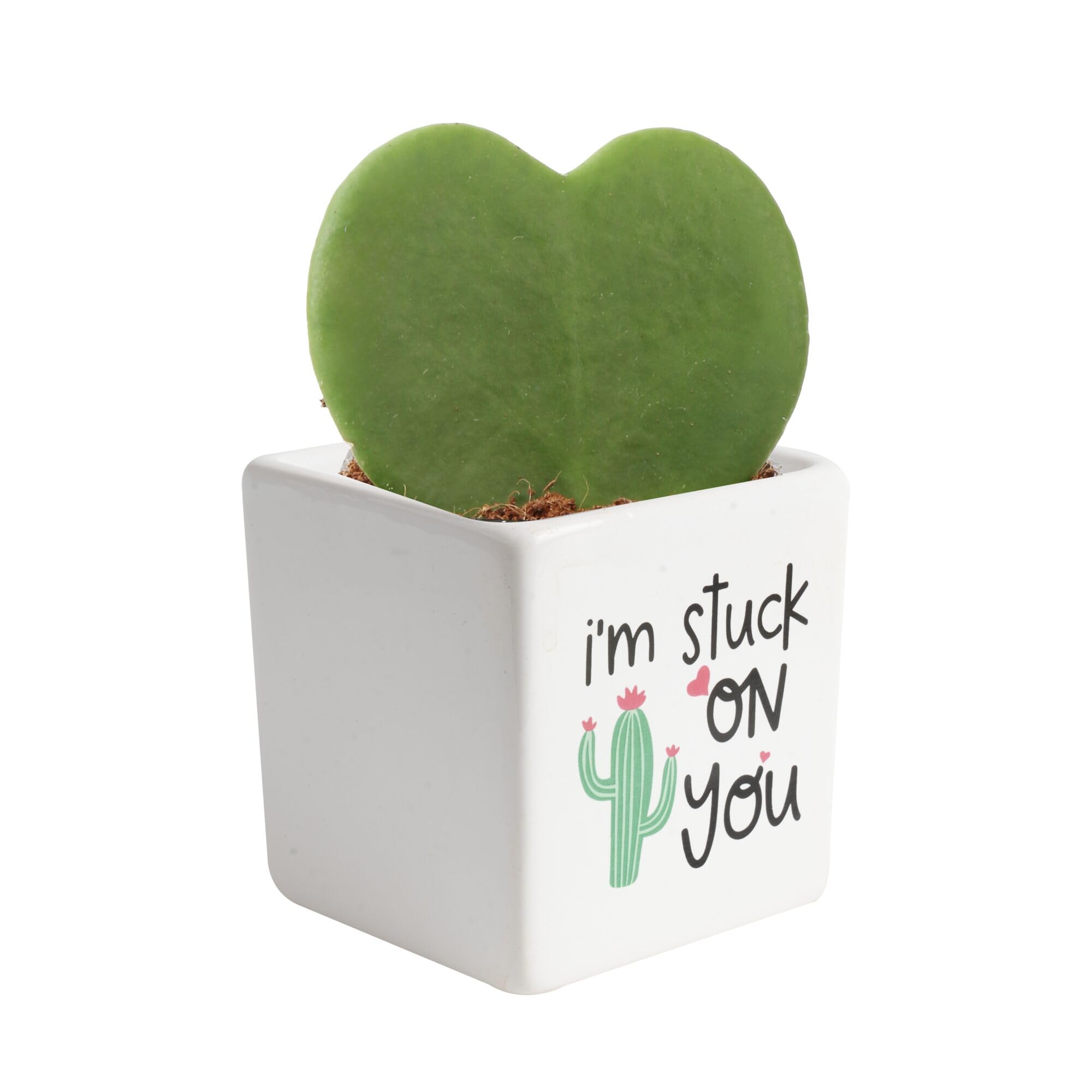 Costa Farms Hoya Heart