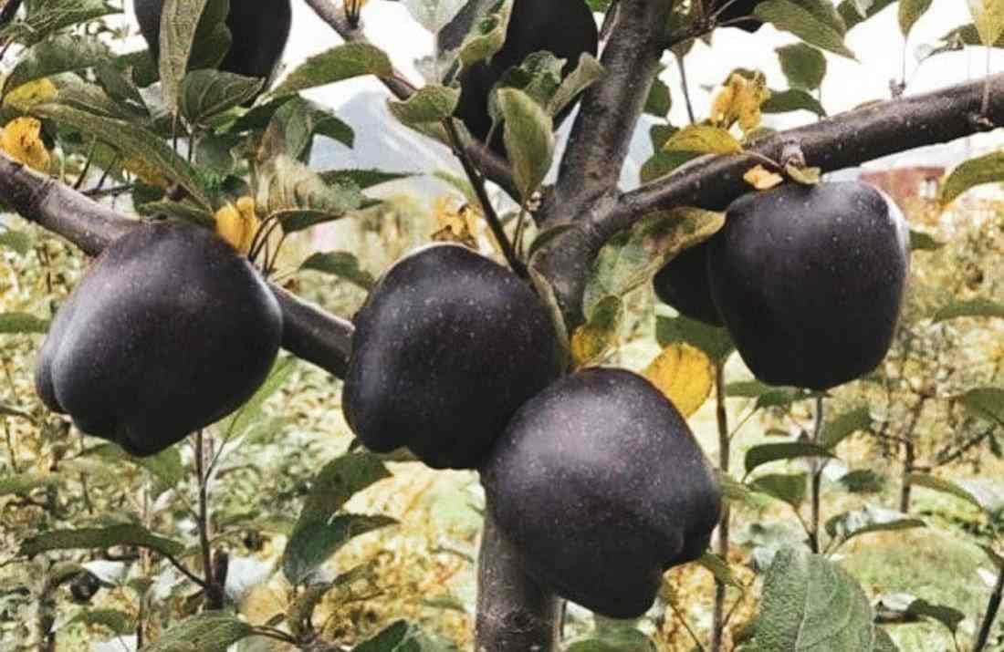 GreenEarth Original Healthy Black Diamond Apple Plant (GRAFTED),Suitable for Hot & Cold Climate (B0CC5BC3Z4) Amazon Price History, Amazon Price Tracker