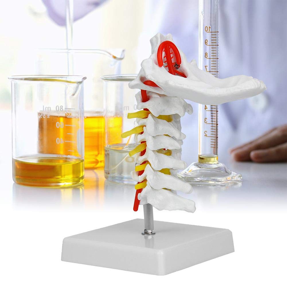 1:1 Halswirbelsäulen-Modell Mit Arterien – Lebensgroß, Für Medizin, Unterricht & Chiropraktik