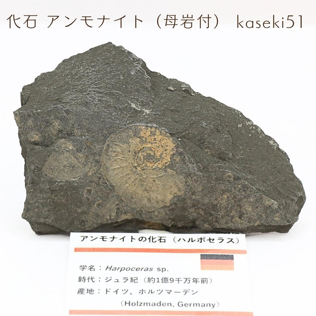 Amazon.co.jp: 化石 アンモナイト母岩付 kaseki51 : おもちゃ