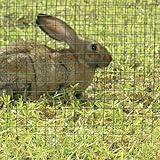 Malla Cuadrada GALV.PLAST. CUAD.19 MM 1X3 M