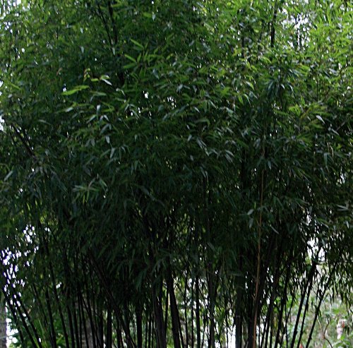 Phyllostachys 'Nigra' Black Bamboo Pot Size 23cm