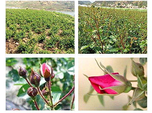 Flores secas naturales de rosa roja 4 oz miniatura 5