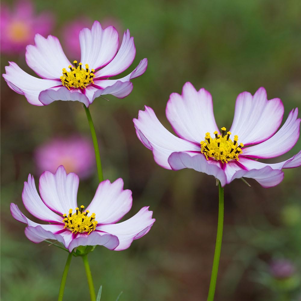 Cosmos Candy Stripe Seeds – RHS Plants for Pollinators – Large, Striking Addition to Borders – Half Hardy Annual – for Your Beautiful Garden