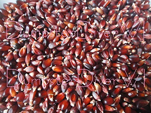 Homely Red Rice Hulless Heirloom Popcorn 40+ Seed Best Tasting Organic Non GMO Bonsai Seeds