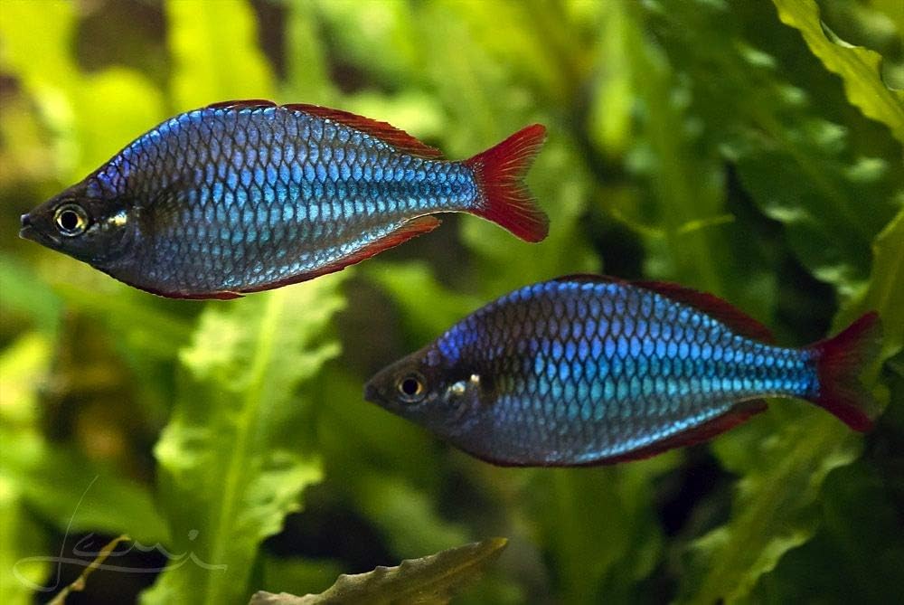 熱帯魚 レインボーフィッシュ ネオンドワーフ レインボー サイズ 1 5 2cm 30匹 増子水景 観賞魚 水中生物 通販 Amazon 熱帯魚 レインボーフィッシュ ネオンドワーフ レインボー サイズ 1 5 2cm 30匹 増子水景 観賞魚 水中生物 通販 Amazon