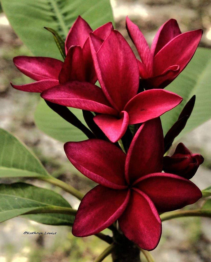 See full amazon price history chart for Guruji Plantation Champa Plant Red Color Flower Healthy Natural with Plastic Pot Guruji Plantation Champa Plant Red Color Flower Healthy Natural with Plastic Pot (B08Y7LQW66) Amazon Price History, Amazon Price Tracker