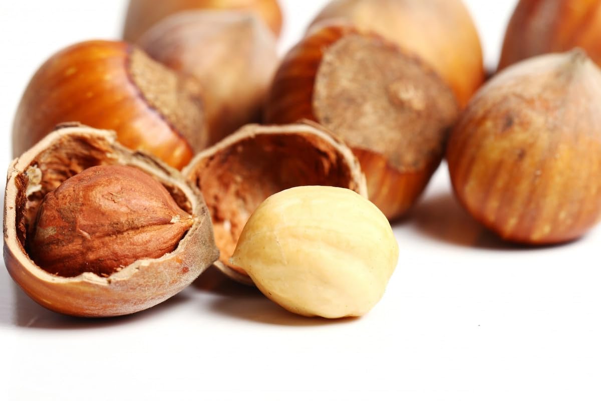 Macadamia plant Seeds (100% Germination Rate) Pack of 10-image-36