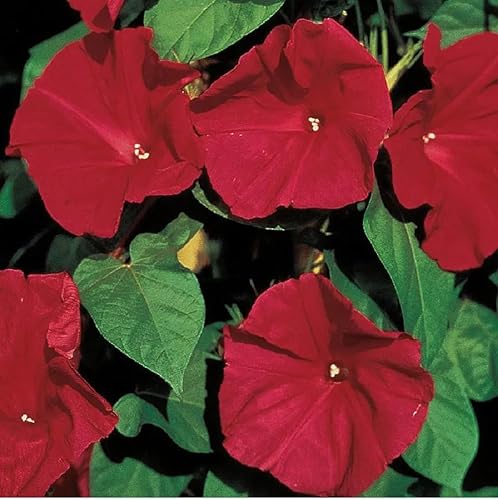 Miniatura 3 de Scarlet O' Hara Morning Glory - Más de 100 semillas, hermosas flores largas de temporada