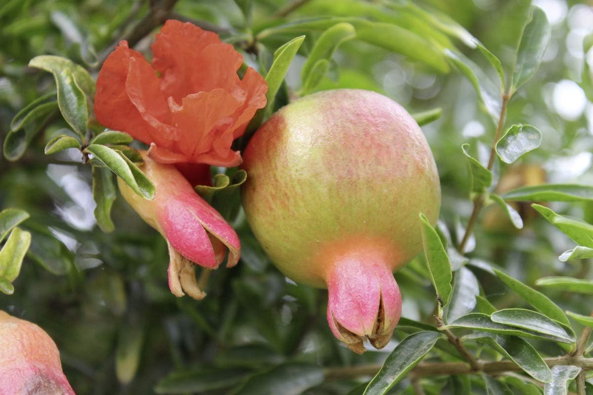 Pomegranate Favorite - A Plant in a 5 L Container