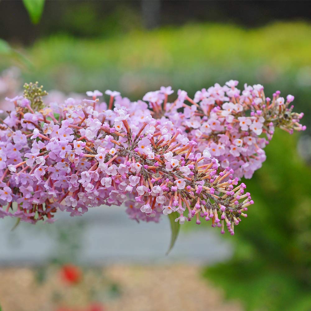 Buddleja Davidii Pink Delight Buddleia Butterfly Bush Hardy Shrub Attracts pollinators Candy Pink Fragrant Flowers 2 x 9cm Pots by Thompson and Morgan