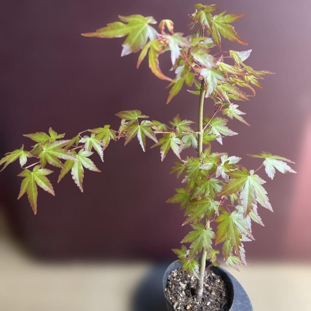 Amazon.co.jp: もみじ苗 春紅葉 春もみじ 新緑 盆栽 ポットごと : DIY
