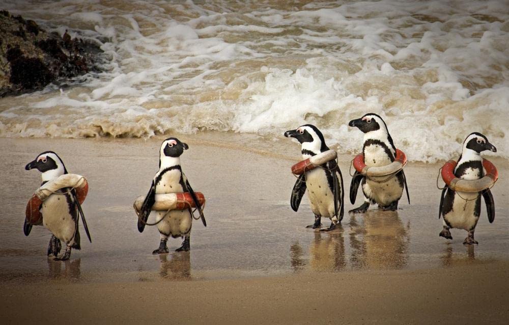 Kinder-Puzzles 2000 Stück Penguin 70x100cm