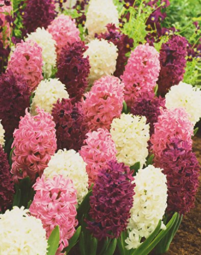 12 Hyazinthen gemischt rot,rosa und weiß duftend Blumenzwiebeln