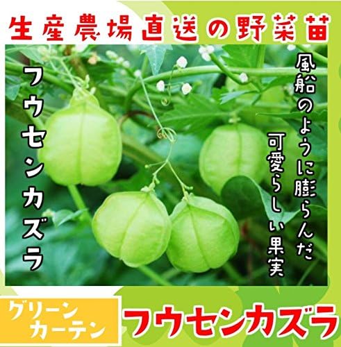 Amazon てしまの苗 実生苗 フウセンカズラ 野菜