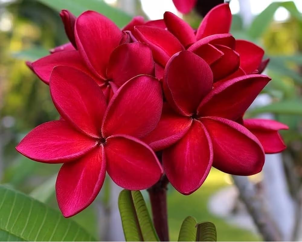 Mybagecha Live red Champa/red Plumeria Beautiful Charming Flower Plant - Healthy Plant