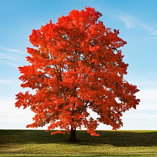Qauzuy Garden 25 Smooth Japanese Maple (Acer Palmatum) Palmate Maple Seeds, Non-Gmo Heirloom Seed, Striking Perennial Ornamental Specimen Feature Trees Bonsai #TOP4