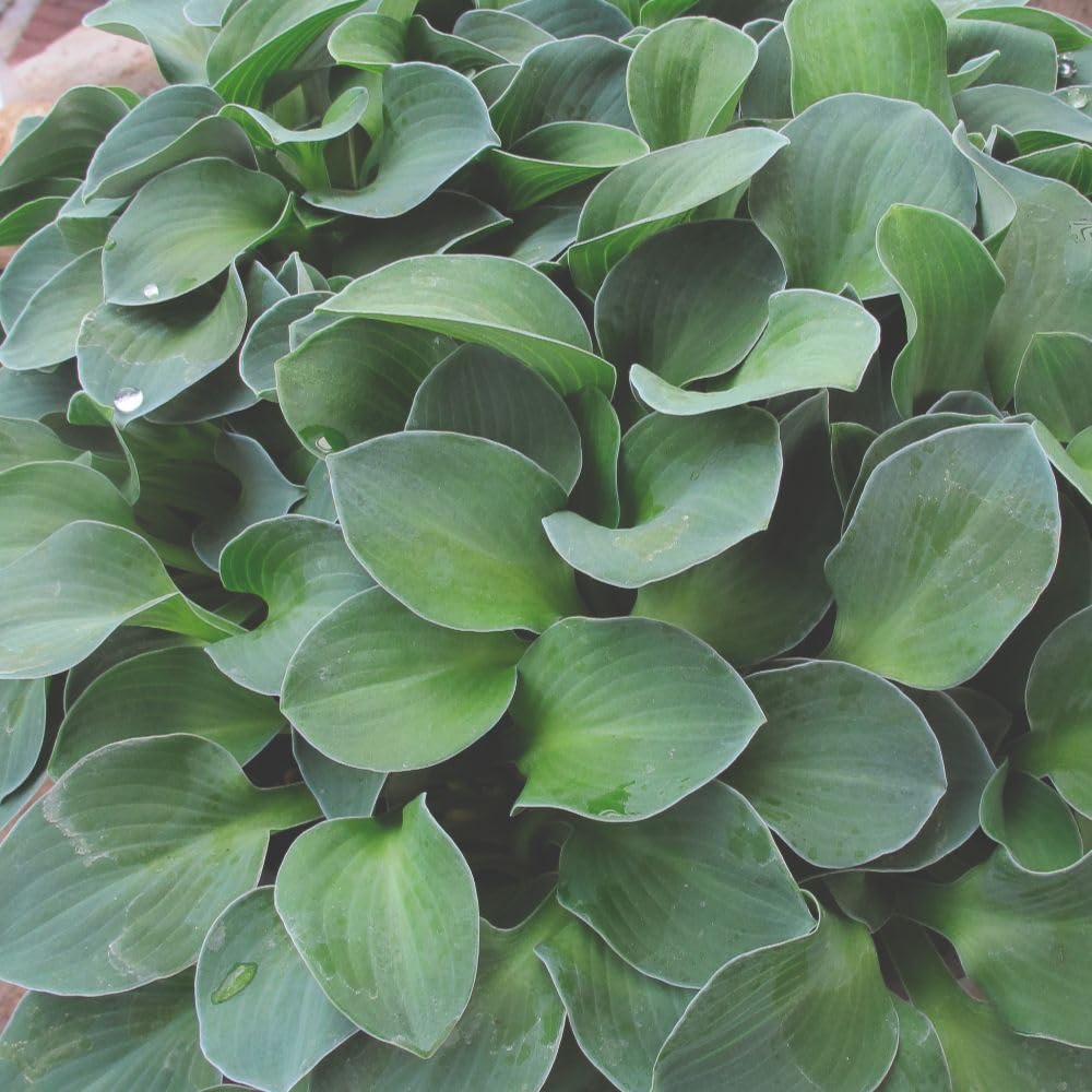 Hosta 'Blue Mouse Ears' – Blue-Green Foliage Plant, RHS Award Winner, Perfect for Shady Gardens and Containers, Produces Pale Purple Bell-Shaped Flowers - 9cm Pot x3 by Thompson and Morgan