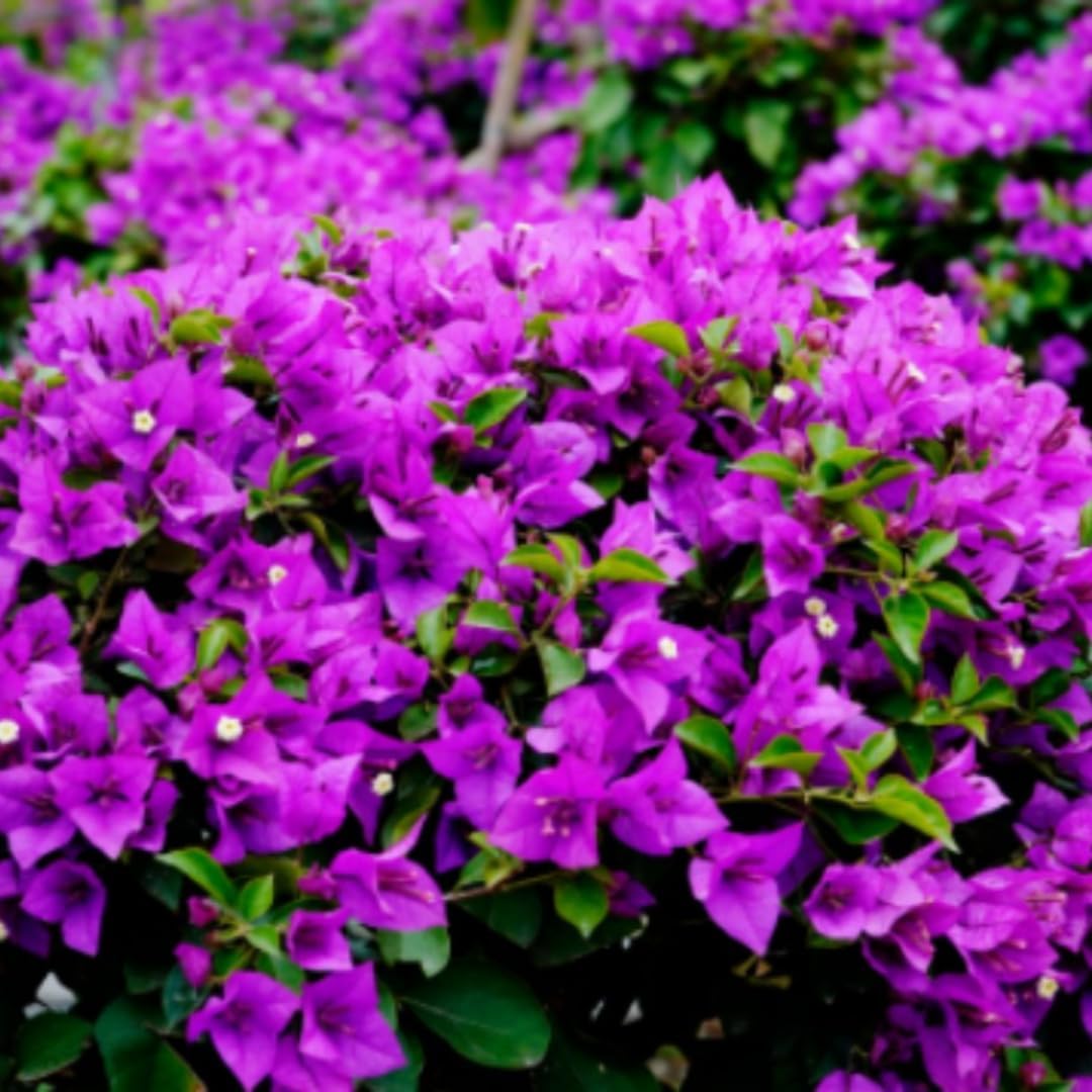 4 Bougainvillea Plants Live, Purple Bougainvillea Flower Plant, Live Bougainvillea Vine Plant for Gardening, 4 to 6 Inc Long