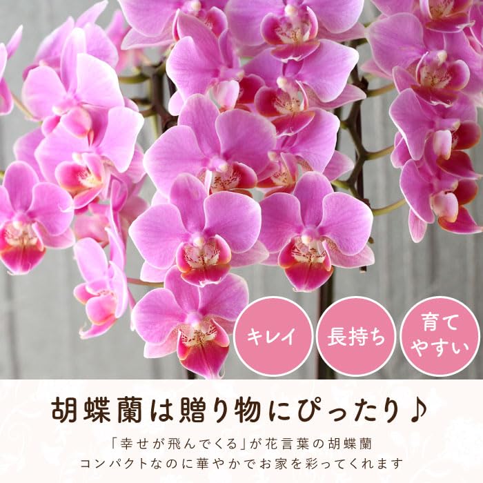 Amazon.co.jp: 花まりか 胡蝶蘭 鉢植え『椎名洋ラン園のミディ胡蝶蘭 