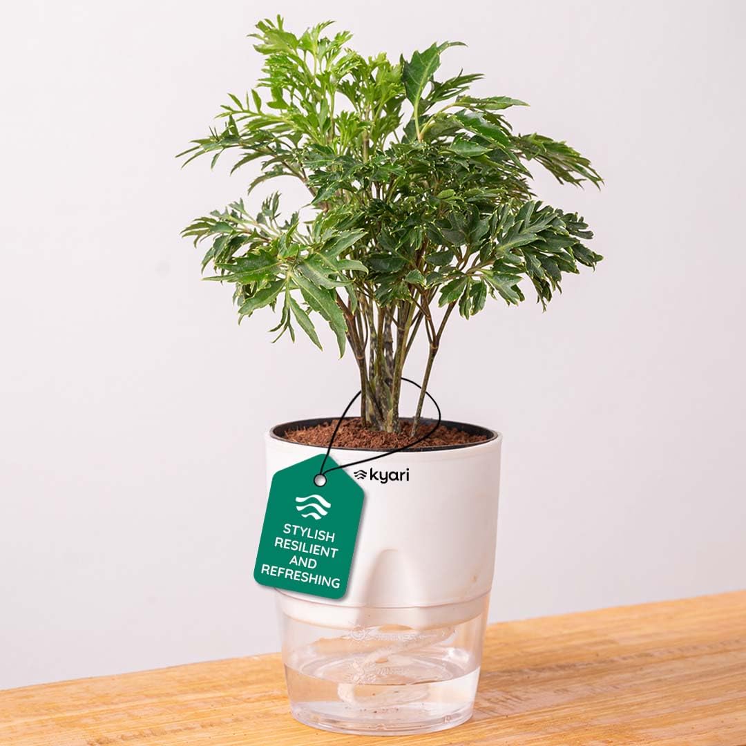 Kyari Aralia Green Live Plant with White Self Watering Pot - Small 4 Inch