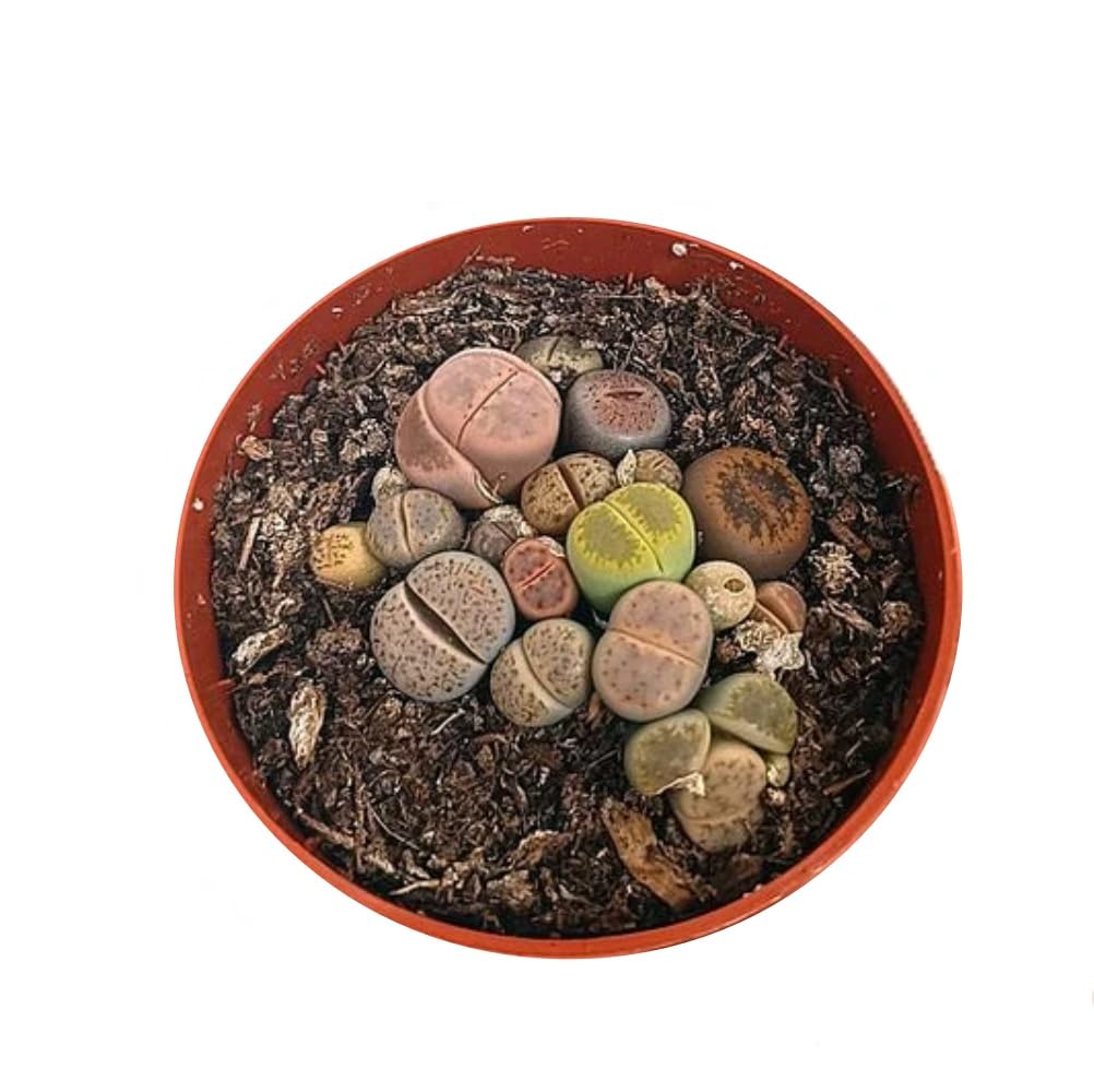 Pack de 3 Plantas Crasa Lithops, en maceta de 6 cm. Cactus piedra, piedra viviente, piedra viva. Suculenta con hojas que simulan rocas. Segura Garden.