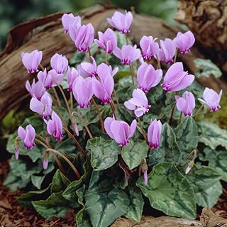 6X Cyclamen HEDERIFOLIUM 13/15CM (NEAPOLITANUM) - Early Spring Flowering Garden Bulbs Indoor Outdoor Plants-Garden Spring Flowering Plants Bulbs, Ready for Planting Now