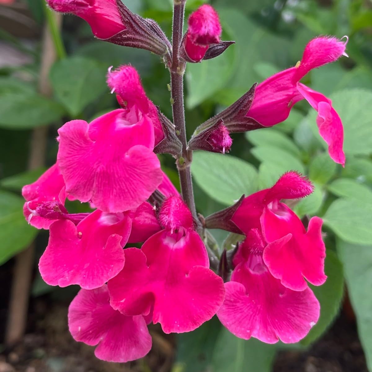 Salvia ‘Pink Pong’- Salvia Plant that is Ready to Plant Out- Comes Back Every Year (Hardy) - Flowers from Summer to Autumn- Loved by Bees (Middleton Nurseries) (P9(9cm Pot))