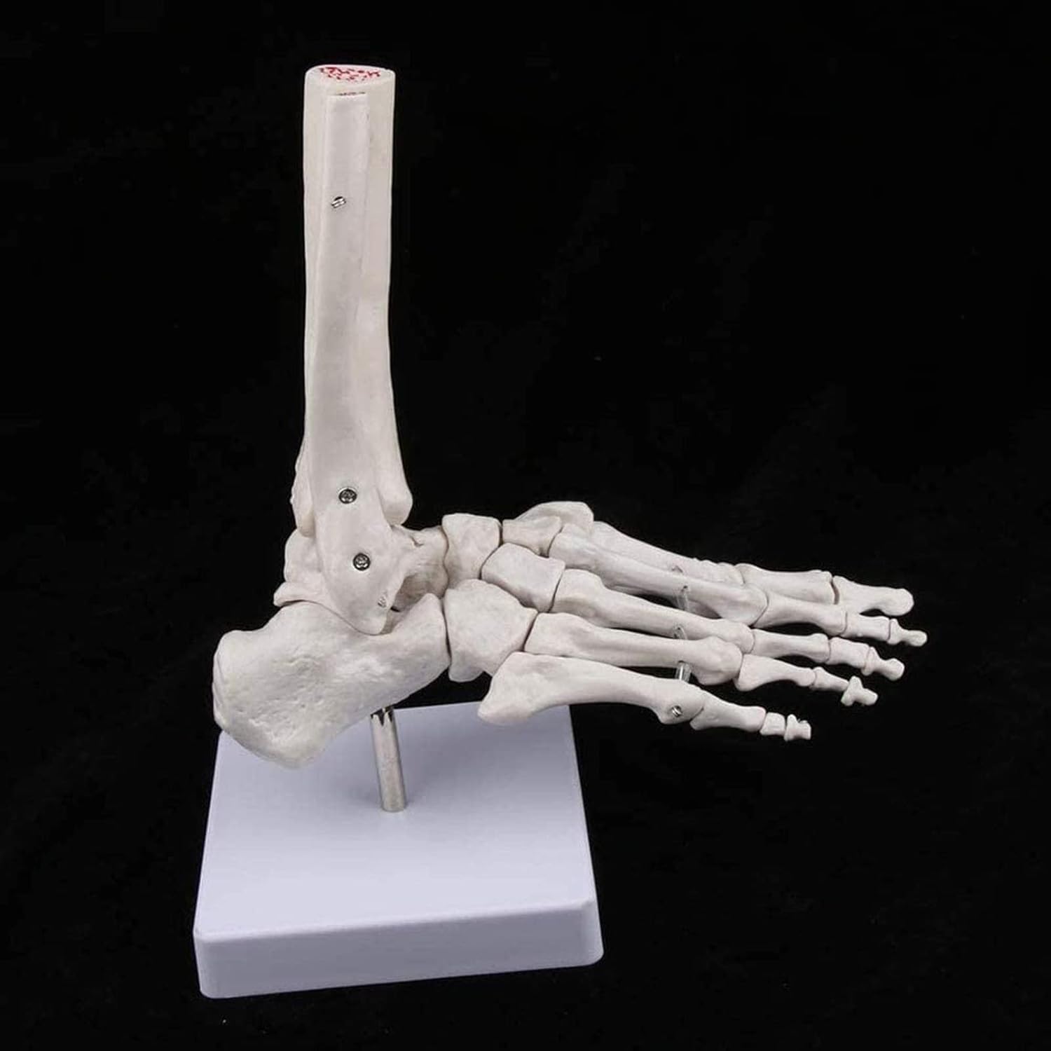 Modelo anatómico de anatomía, tamaño Natural, Esqueleto del pie Humano, anatomía, Modelo de cirugía de Tobillo y pie para Fines educativos.