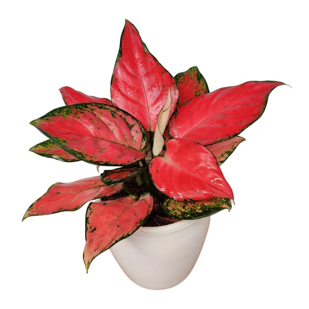 UGALOO Small Live Aglaonema Red Indoor Plants For Home-image-7
