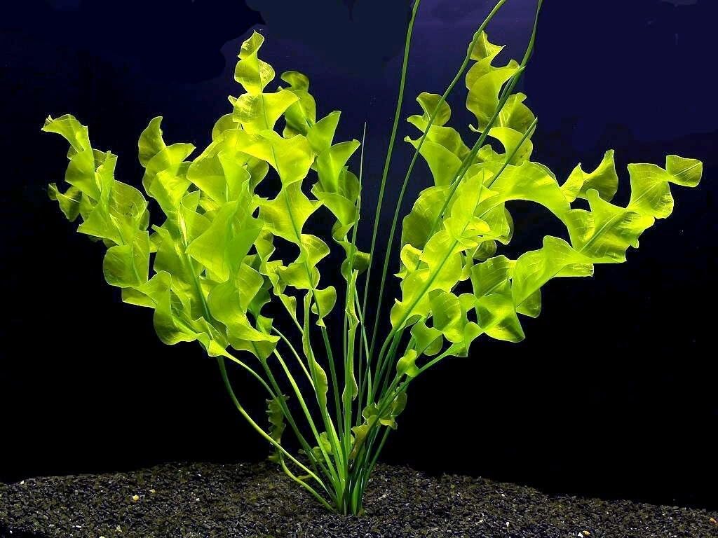 Aponogeton Ulvaceus Bulb Tropical Dwarf Aquarium Lily Stunning Flower, Shrimp Safe (10)