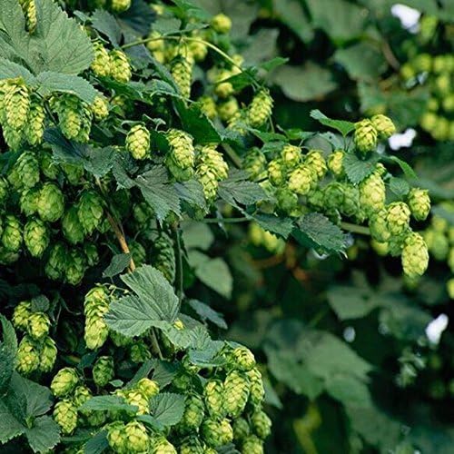 50 Seeds/Pack Hops - Humulus lupulus - Seeds - Brew Your OWN Beer Today - Returns Year After Year - Plants Form Rhizomes