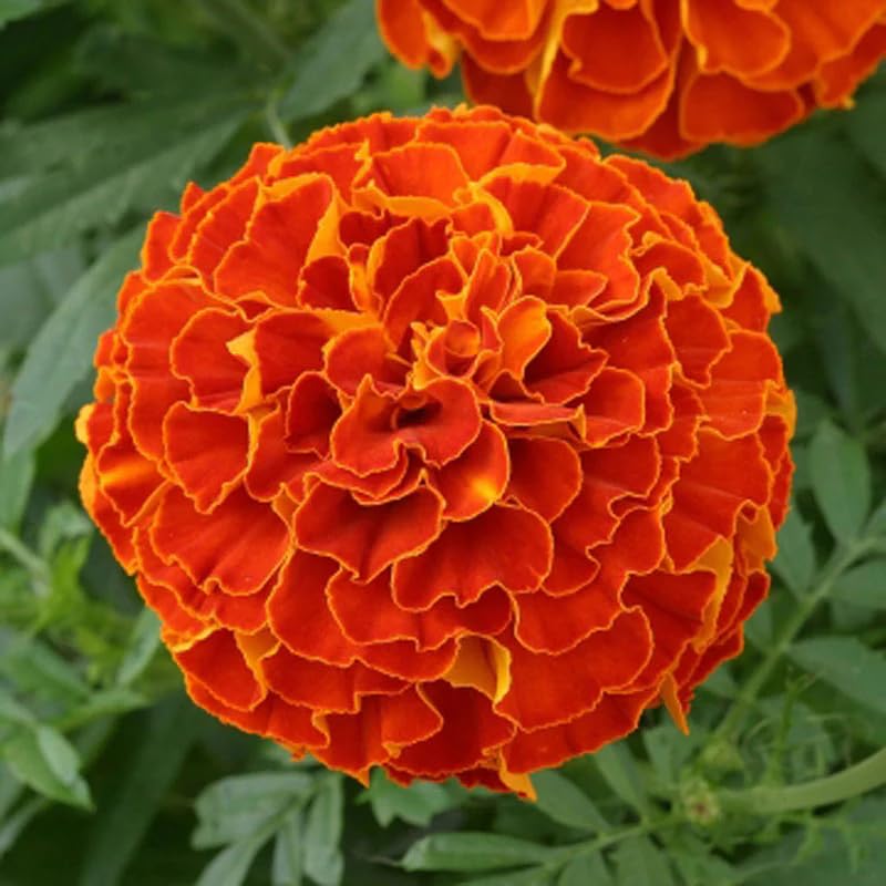 Image of Red Marigold Flower Seeds for Planting - Easy to Grow, Bright Blooms, Ideal for Home Garden & Pots(Pack of 100 Seed)