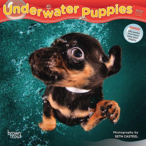 Télécharger Underwater Puppies 2020 Calendar PDF Ebook En Ligne