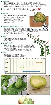 ハヤトウリ苗30本 Amazon.co.jp: ハヤトウリ 白 はやとうり 芽だし苗 : DIY・工具