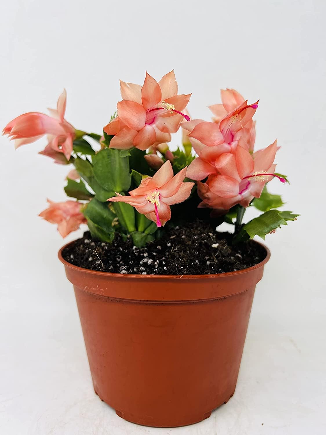 Orange Christmas Cactus Plant - Zygocactus - 4" Pot Unique from Jmbamboo