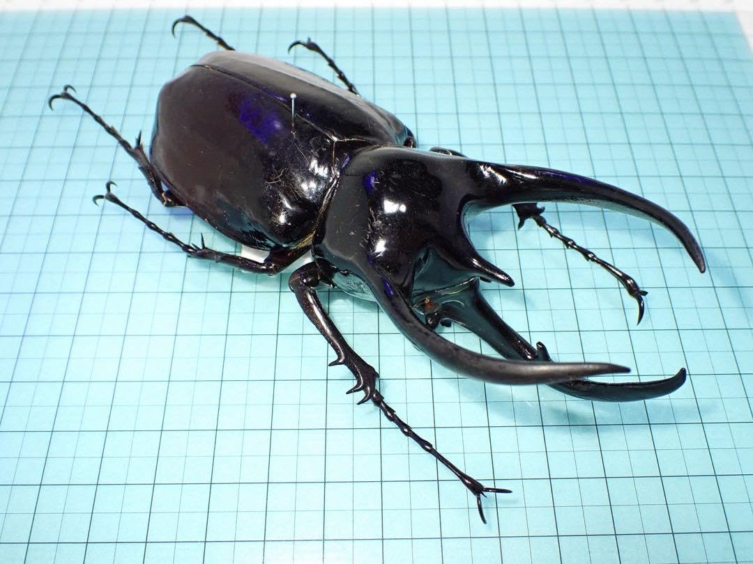 【標本】マレーシアコーカサス　マレーシア産　109.5ミリ　野外品 Amazon.co.jp: 標本コーカサスオオカブト マレーシア産 109.3