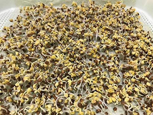 Pack of 150 pcs Germinating Growing Paper Seed Sprouter Vegetable Microgreens Planting Paper 7.8" x 11.4". Fit for Plant Germination Tray (13.4"x 9.8") Trays NOT Included - Image 3