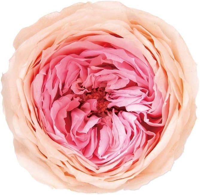 Millennium Art Peach/Pink Lumiere Victoria 6