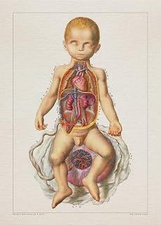 Anatomy CHILD BIRTH PLACENTA print SRA3 12x18 conqueror laid paper