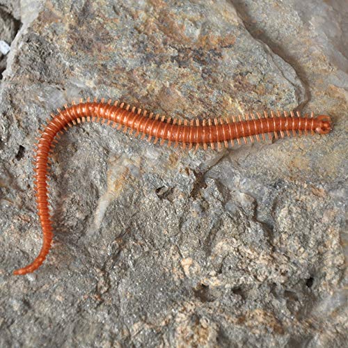 Jammas 5pcs/Pack Soft Bait Sandworm Lures Nereid Angleworm Lure 14cm Jig Heads Fishing Accessories Extragreen Sea Fishing Lure