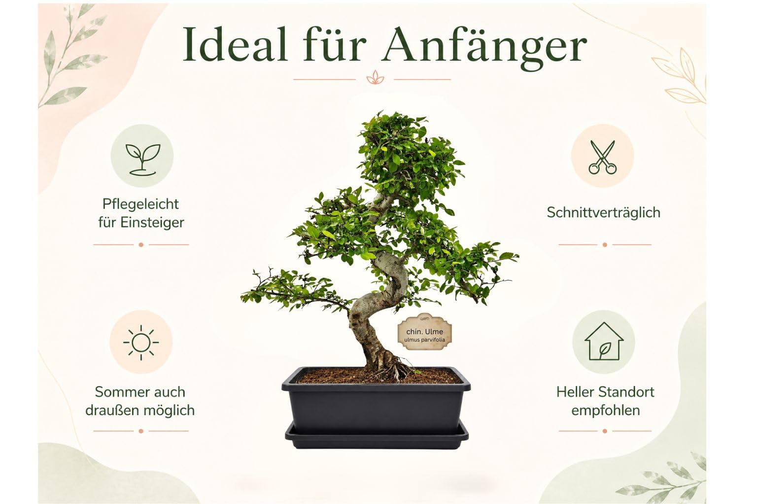 Chinesische Ulme Starterset 4-tlg. mit Schere & Pflegebuch | Zimmerbonsai, pflegeleichte Ulme, ideal für Anfänger, mit Untersetzer, 4-teiliges Komplettset für Zuhause
