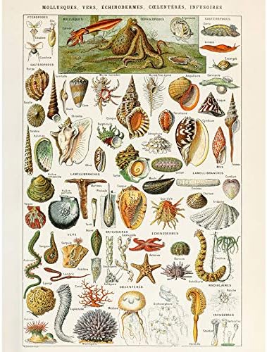 Millot Encyclopedia Page Butterflies Moths Unframed Wall Art Print Poster Home Decor Premium
