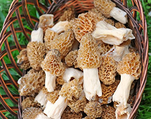 Morel Mushroom Spores In Sawdust Seed Grow Large Kit From Wv Makes 100 Gals #TOP18