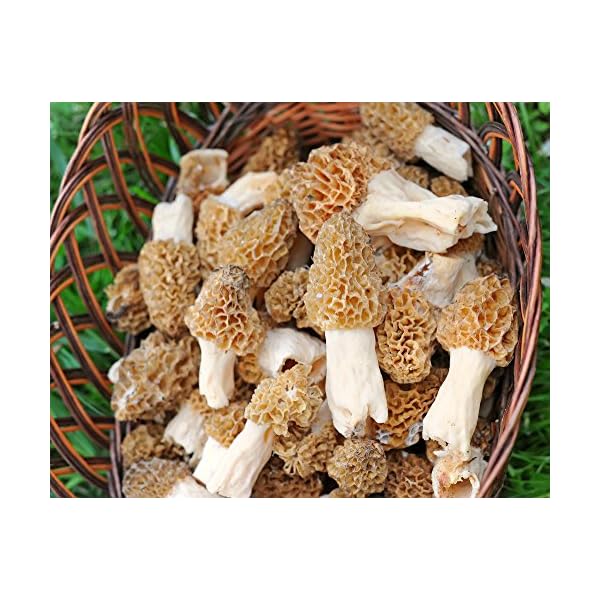 TRUE morel mushroom grow kit grow morel mushrooms at home and garden