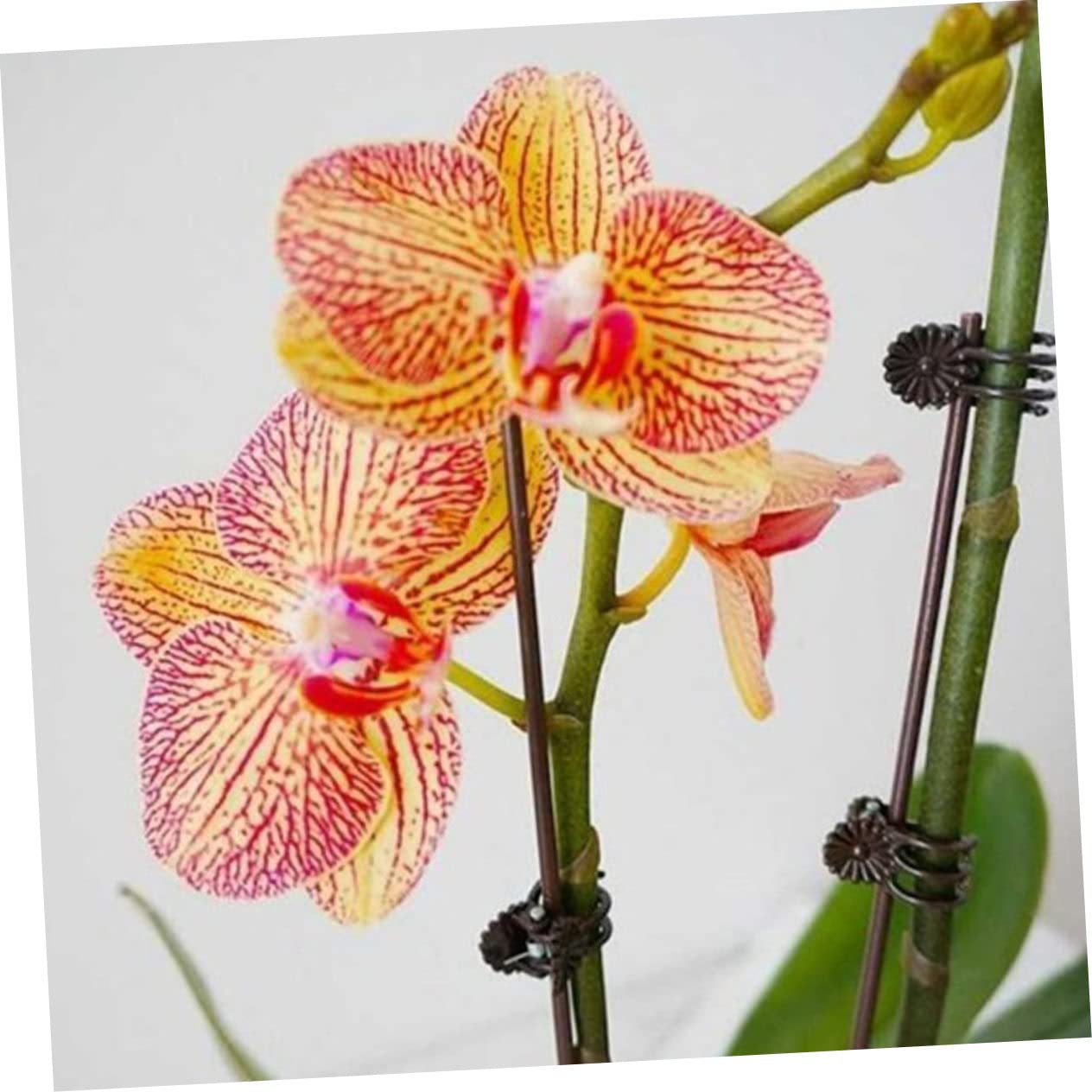 Toddmomy 2 Sätze Teiliges Set Pflanzenfixierungsclips Und Eisenstützen Für Kletterpflanzen Wetterfeste Und Rostfreie Halterungen Für Garten Für Orchideen Und Rankpflanzen 20 Stück * 2