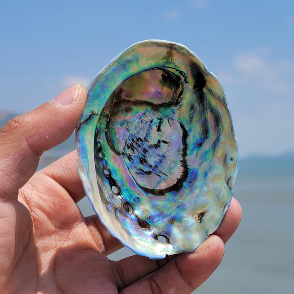 Conch Shell Blue