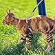 TIESOME Katzengeschirr mit Leine und Halsband Set, einstellbares Kätzchengeschirr mit Farbverlauf, ausbruchsicheres Geschirr mit Leine für Kätzchen beim Spaziergang im Freien (Orange und Gelb)